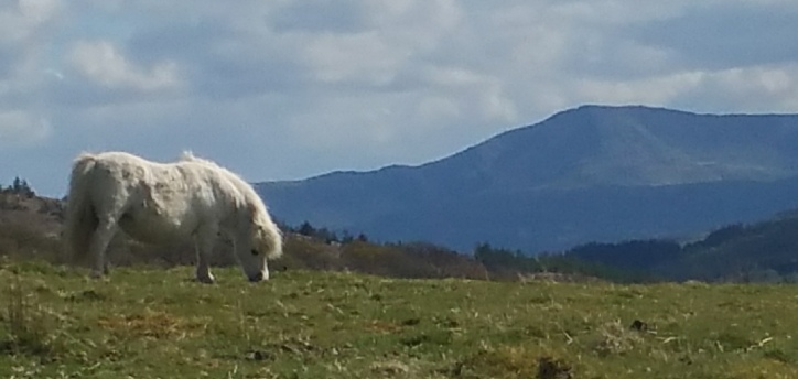 Ponies are often in the fields close to our log cabin accommodation.  They'll rarely say no to a carrot