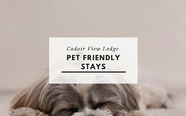 CLICK For Details Of Pet Friendly Accommodation In Snowdonia